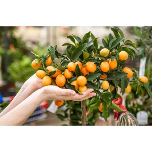 Kumquat (Citrus japonica) ´FORTUNELLA MARGARITA´ - výška 120-150 cm, obvod kmeňa 4/6 cm, kont. C10L